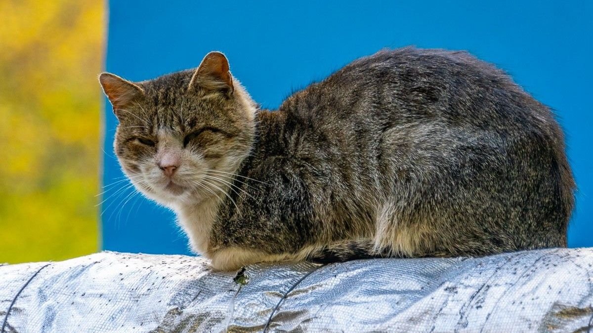 В Днепре избили кота: волонтеры пытаются спасти животное