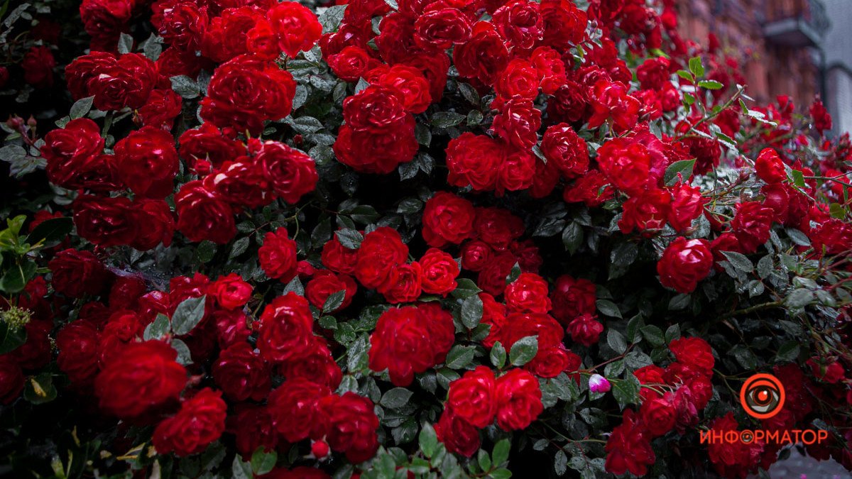 В центре Днепра цветут багровые розы