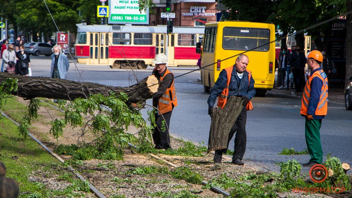 В Днепре на проспекте Яворницкого ветка повисла на проводе над трамвайными рельсами