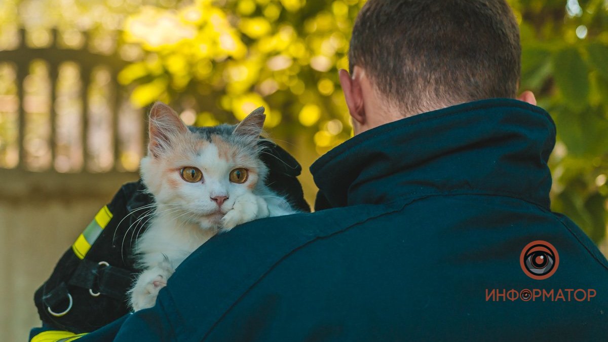 Спасательная операция "Кузя": в Днепре кот спрятался на дереве перед приемом у ветеринара
