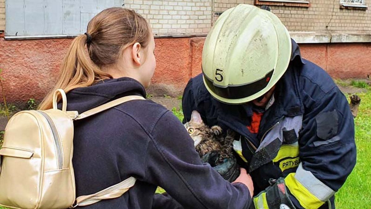В Днепре испуганного кота спасали с помощью двух пожарных автомобилей
