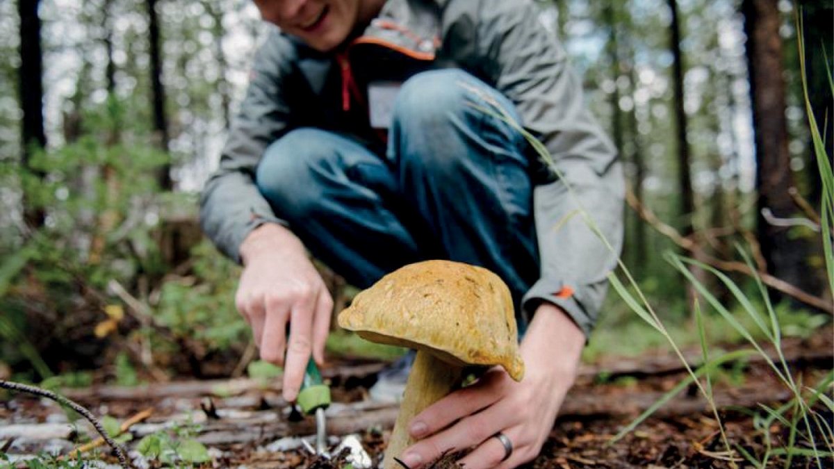 Что делать при отравлении грибами и как этого избежать