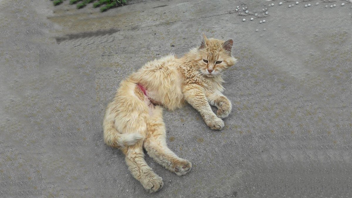 В Днепре кота обмотали стальной проволокой: животное едва не разрезало пополам