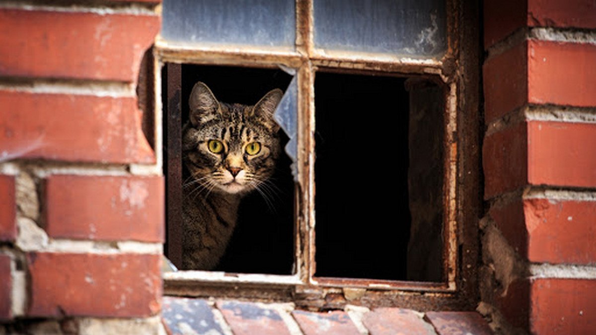 Почему нельзя оставлять на проветривание окна в квартире, где есть коты
