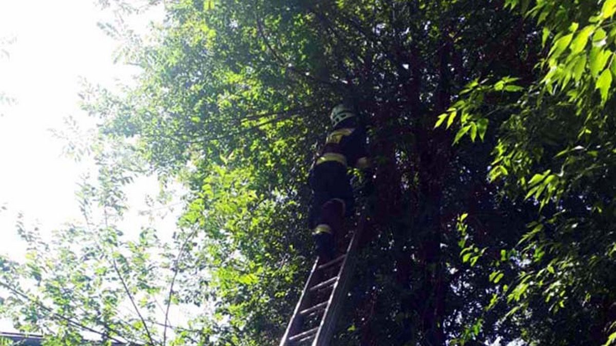 В Днепре на Данилы Галицкого спасатели сняли кота с дерева