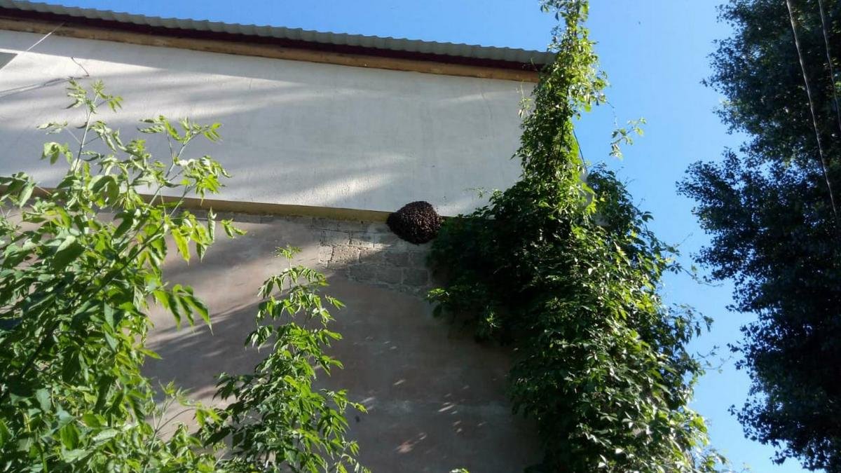 В Днепре на Молодогвардейской спасатели снесли пчелиное гнездо на стене жилого дома