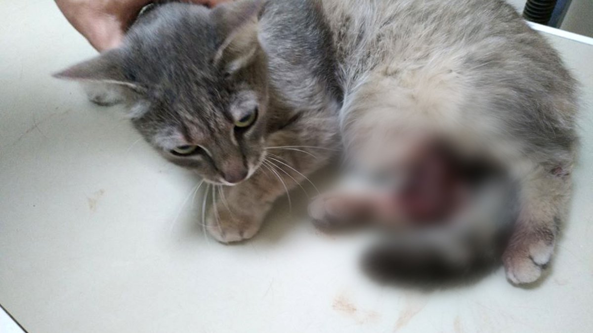 В Днепре машина сбила кота Грома: животному нужна помощь
