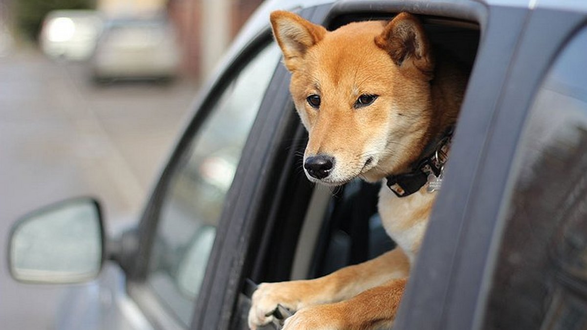 Опасная жара: почему нельзя закрывать животных в машине и как оказывать помощь собакам и котам