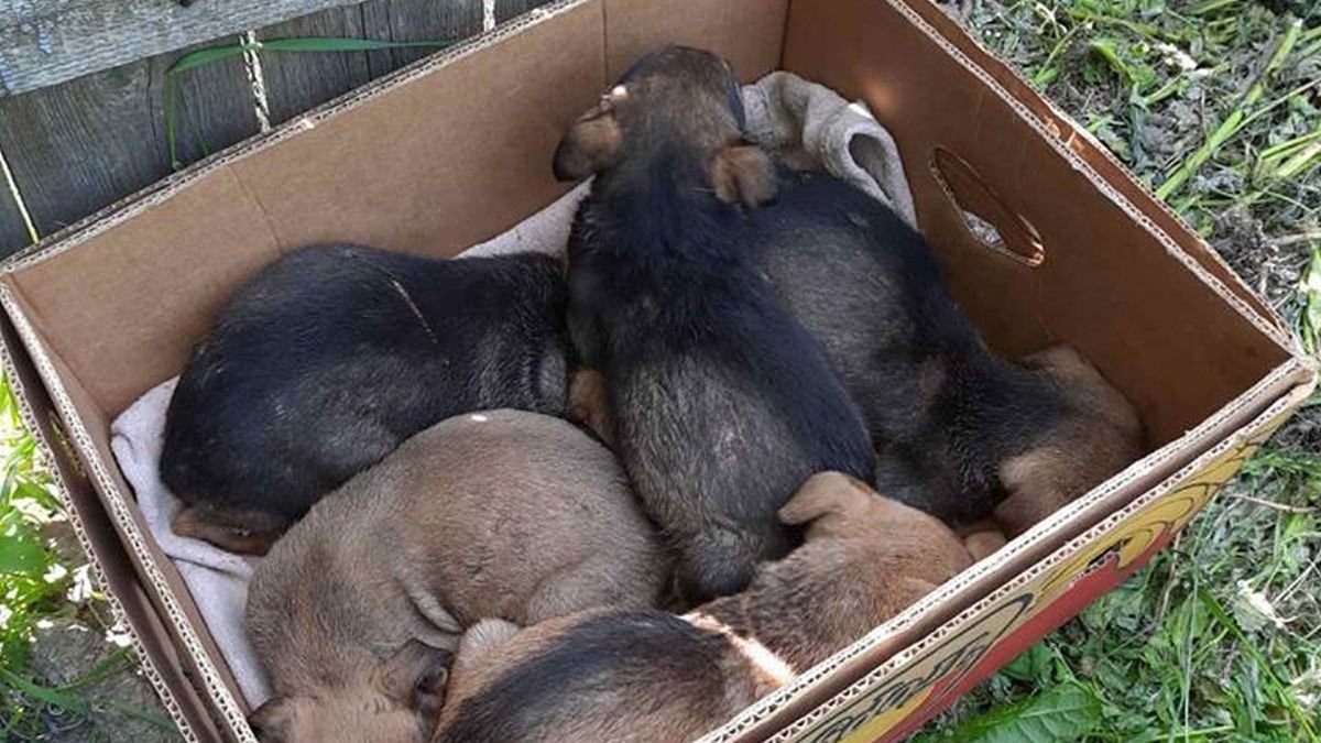 В Днепре волонтерам под ворота подбросили 20 больных щенков: нужна помощь