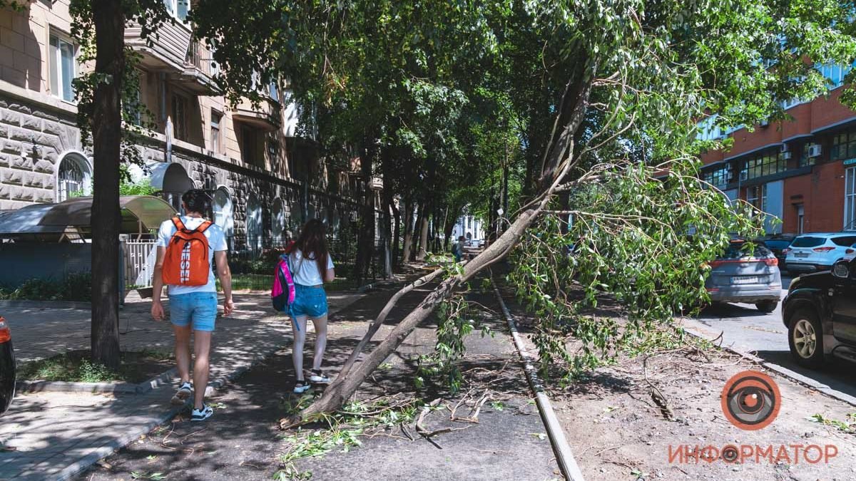 В центре Днепра на автомобиль рухнуло дерево