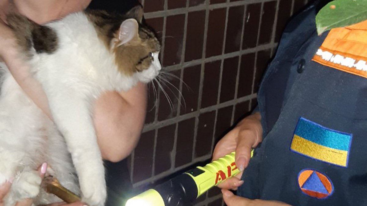 Ночью в одном из подъездов Днепра застрял кот: животное звало на помощь