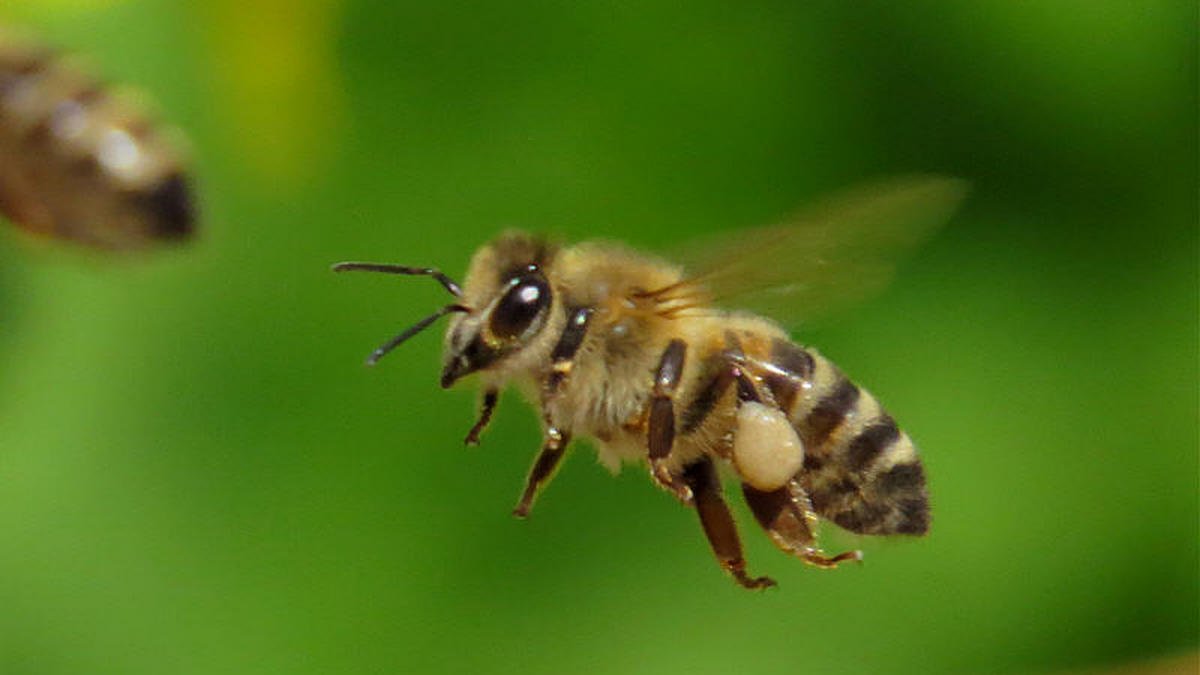 Что делать если пчела укусила человека с аллергией: первая помощь