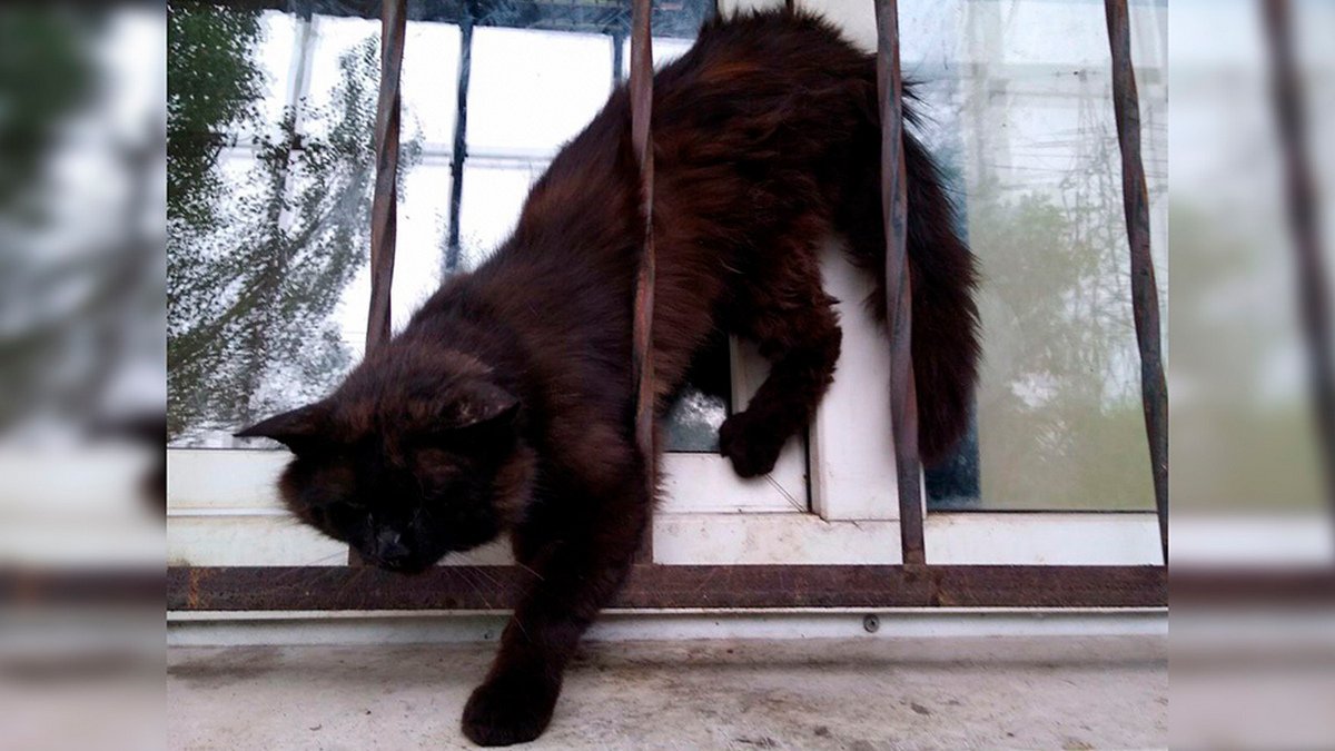 В Днепре котик застрял в решетке на окне и звал на помощь
