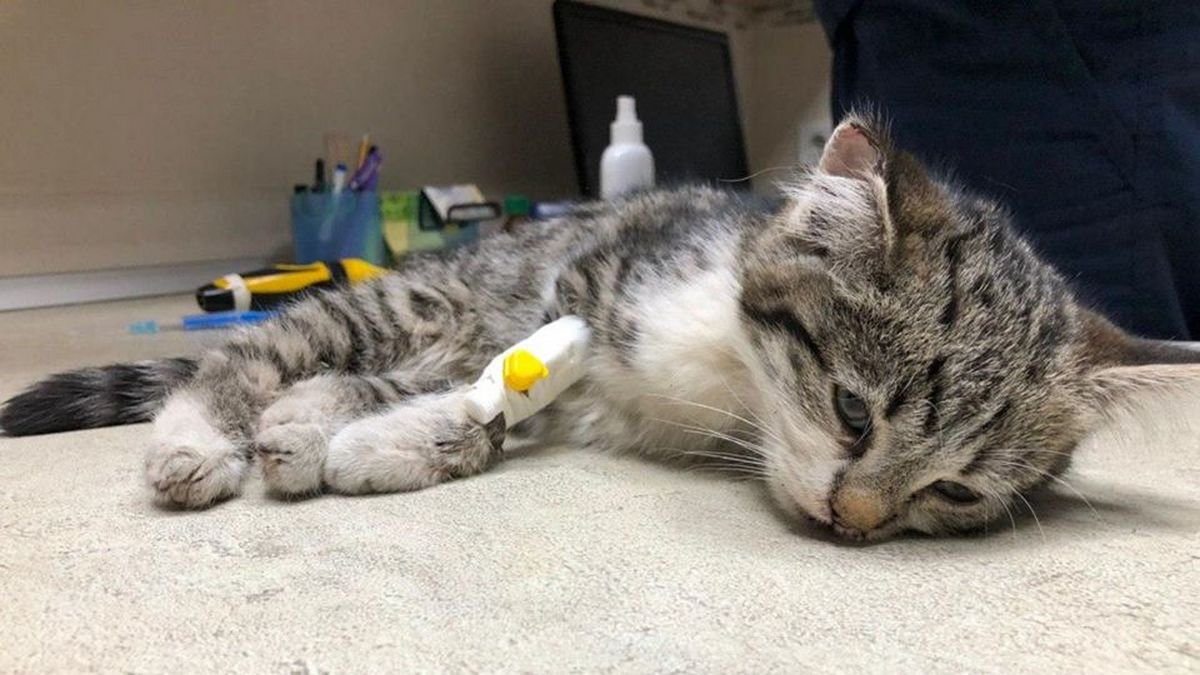 Собирали лапку с помощью спиц: в Днепре нужна помощь двухмесячному котенку