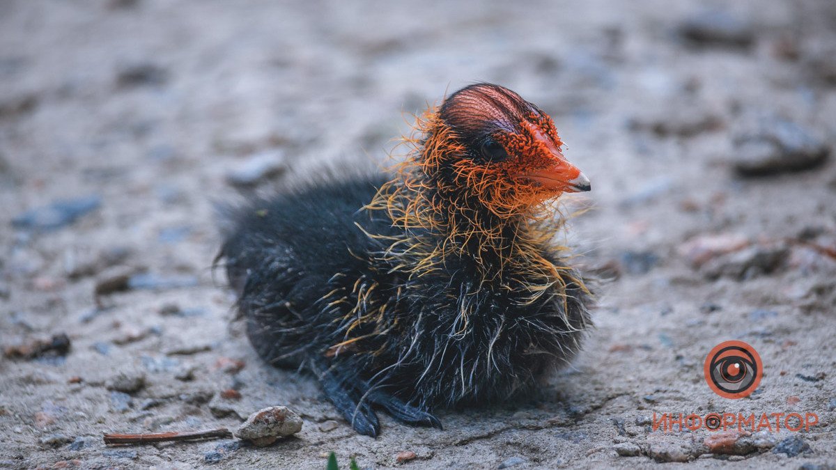 В парке Глобы в Днепре родились  черно-красные птенцы