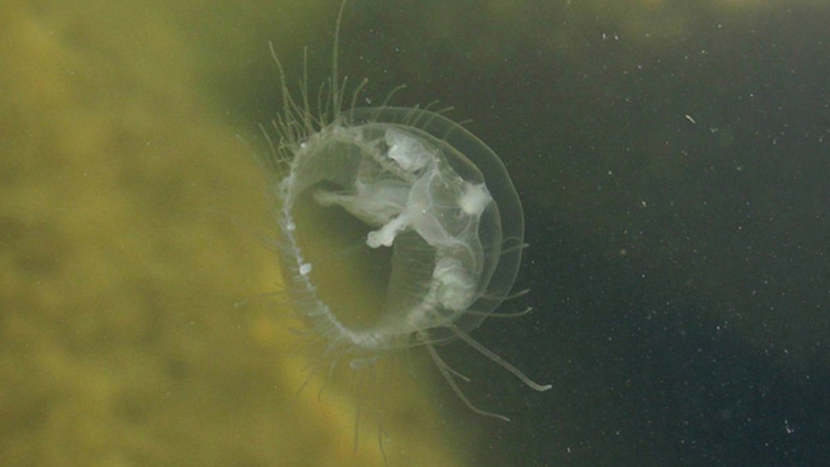 В реке Днепр обнаружили медуз