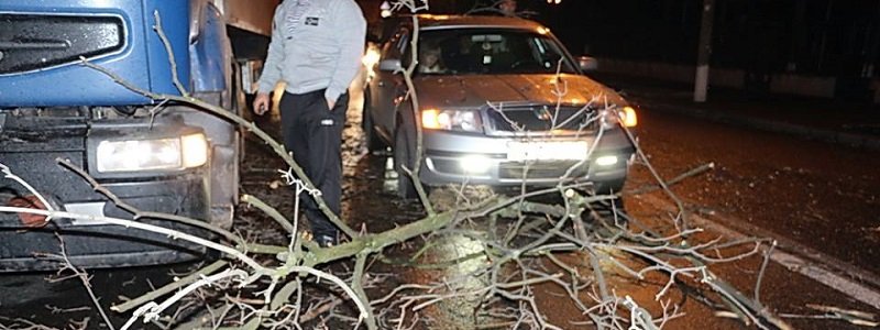 В центре Днепра дерево упало на машины и перекрыло дорогу (ФОТО, ВИДЕО)