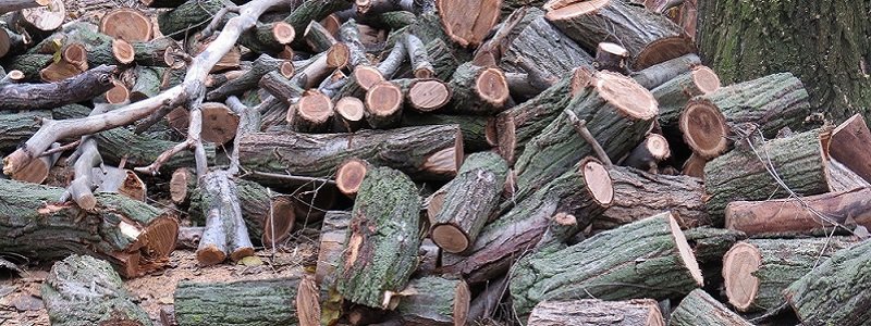Озеленение или уничтожение: кто спиливает деревья на Героев Сталинграда? (ФОТО, ВИДЕО)