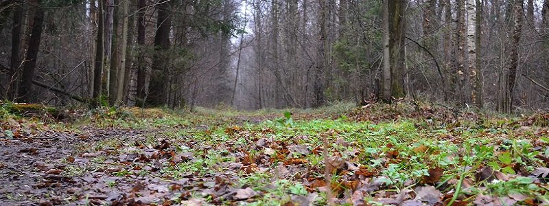Пропавшего в Днепре Антона Самсоненко нашли мертвым в лесопосадке (ФОТО)