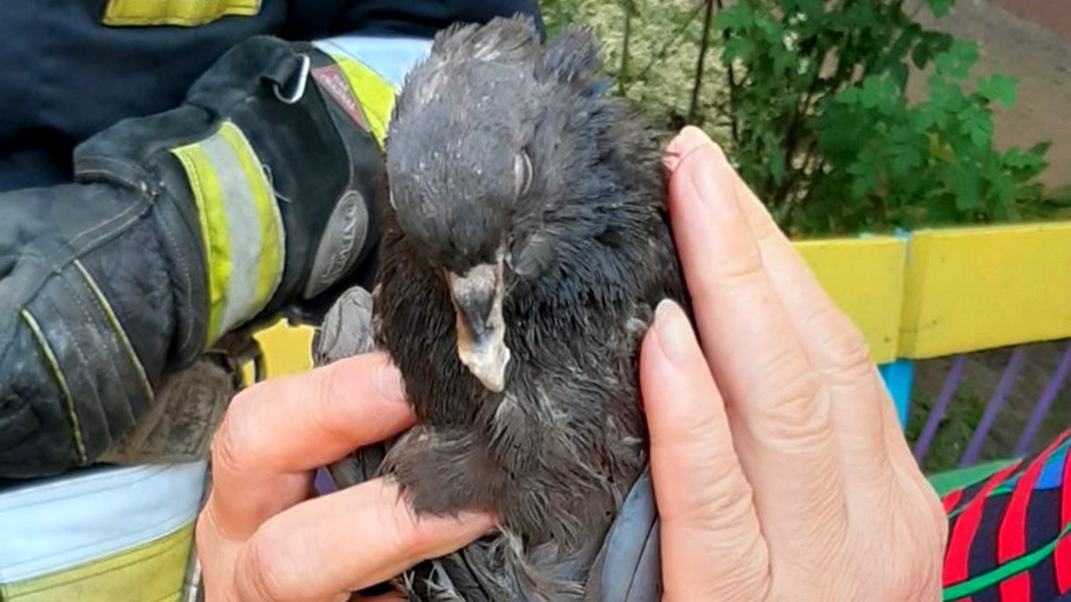В Днепре на Дементьева спасатели помогли голубю, который запутался в проводах