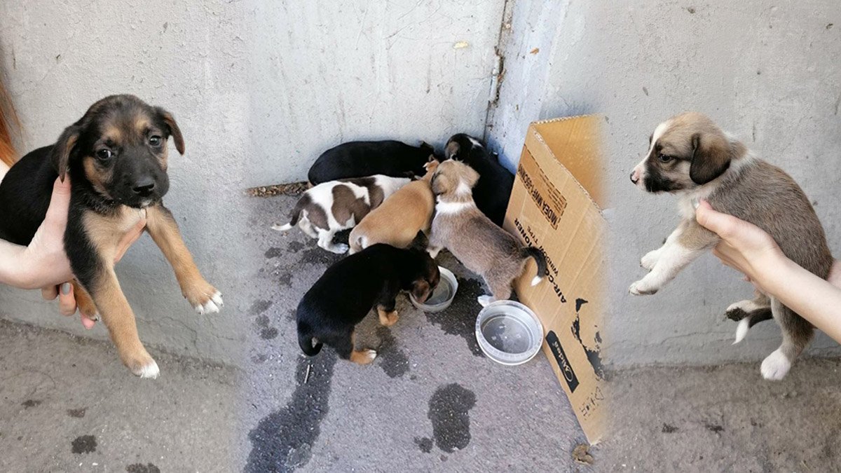 В Днепре под подъезд дома подбросили коробку с щенками: хвостикам ищут дом