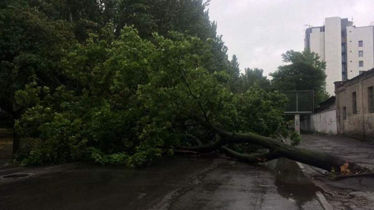 В Днепре на Ярослава Мудрого дерево рухнуло на дорогу, перекрыв движение