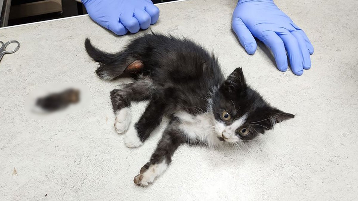 В Днепре спасают котенка с оторванной лапой: волонтеры просят о помощи