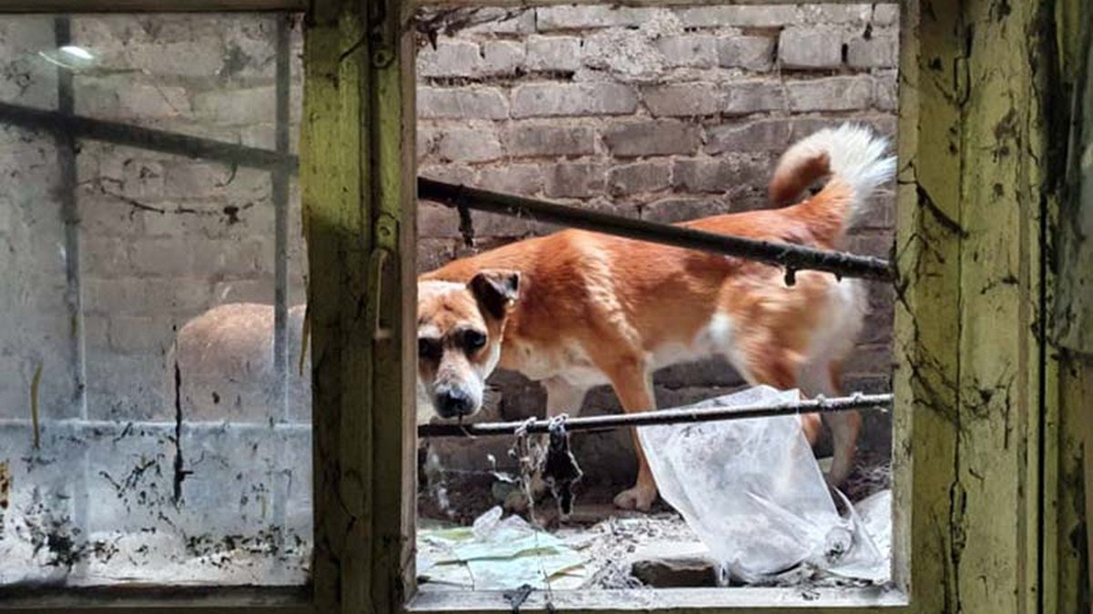 В Днепре две собаки застряли в котловане больницы: пришлось вызывать спасателей