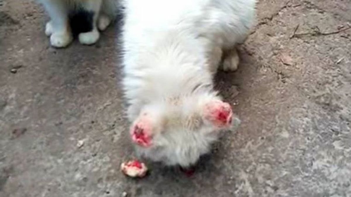 В Днепре кошке обожгли уши и морили голодом: волонтеры спасают животное