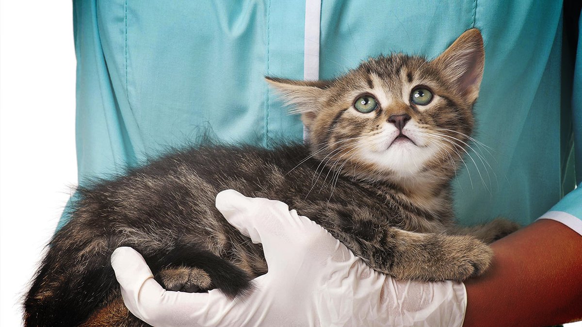 В Днепре волонтеры спасают котенка с тяжелым переломом лапы и травмой головы