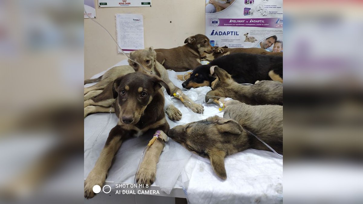 В Днепре спасают семерых щенков с энтеритом: волонтеры просят о помощи
