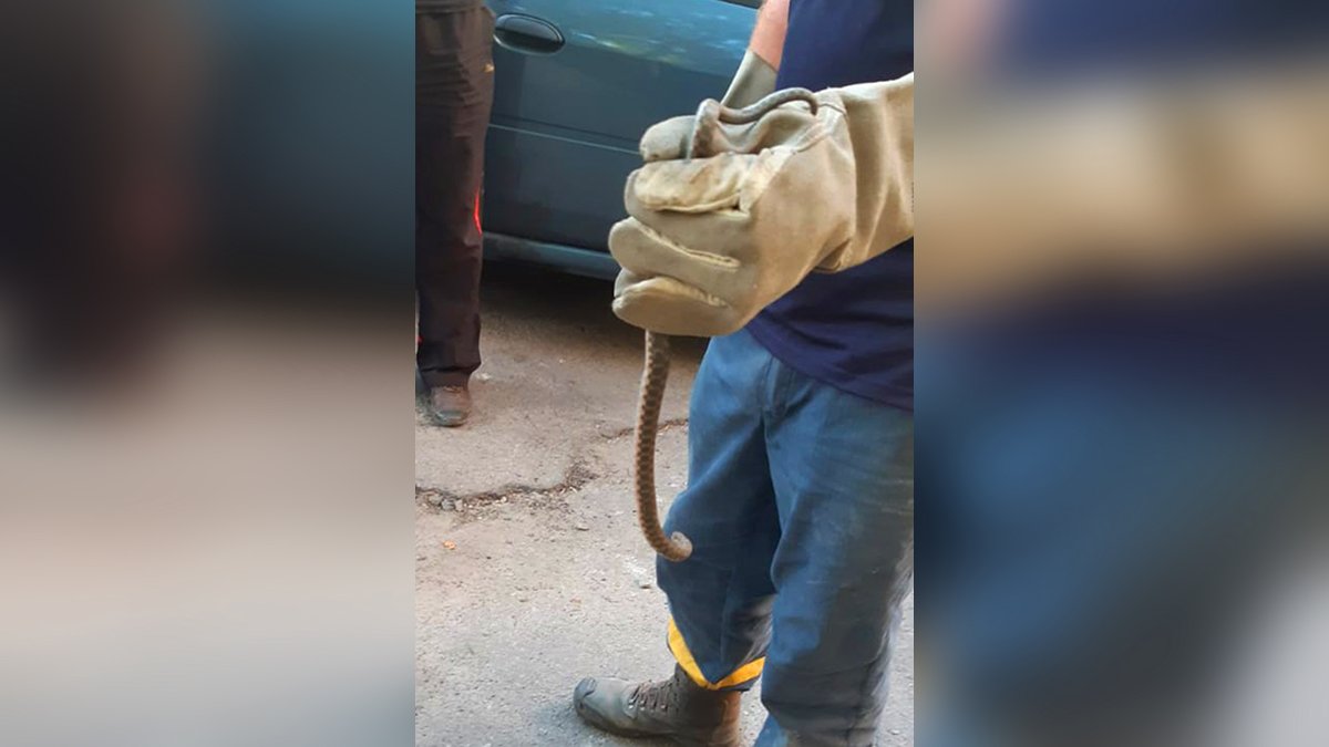 В Днепре на Запорожском шоссе полуметровая змея заползла в гараж