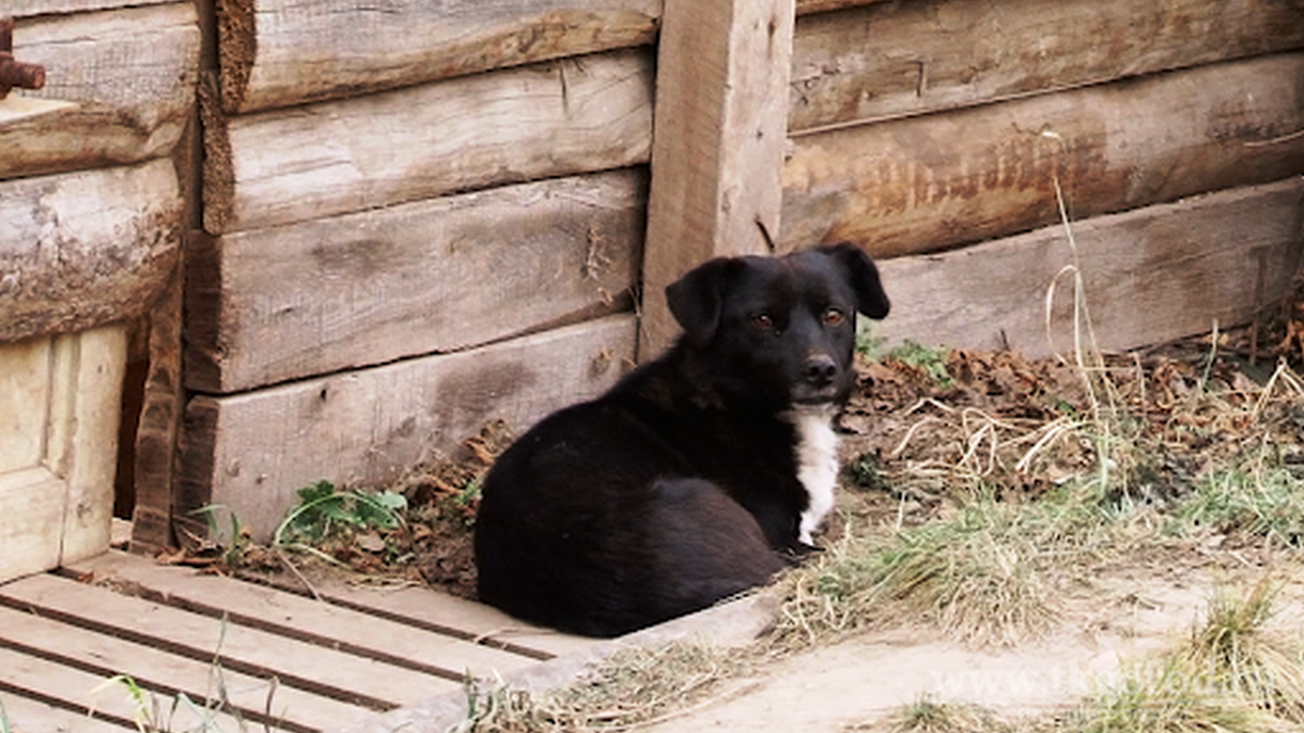 Жителей Днепра просят не оставлять собак на дачах, обрекая их на голодную смерть