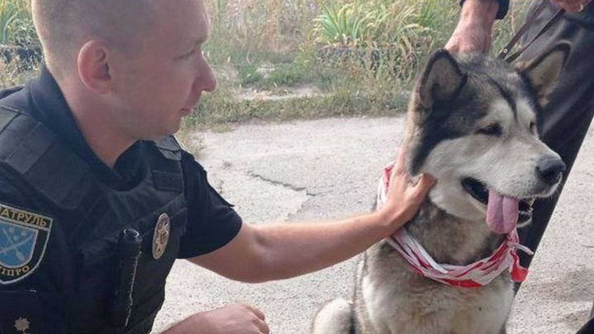 В Днепре полицейские спасли собаку с проезжей части и ищут ее хозяев