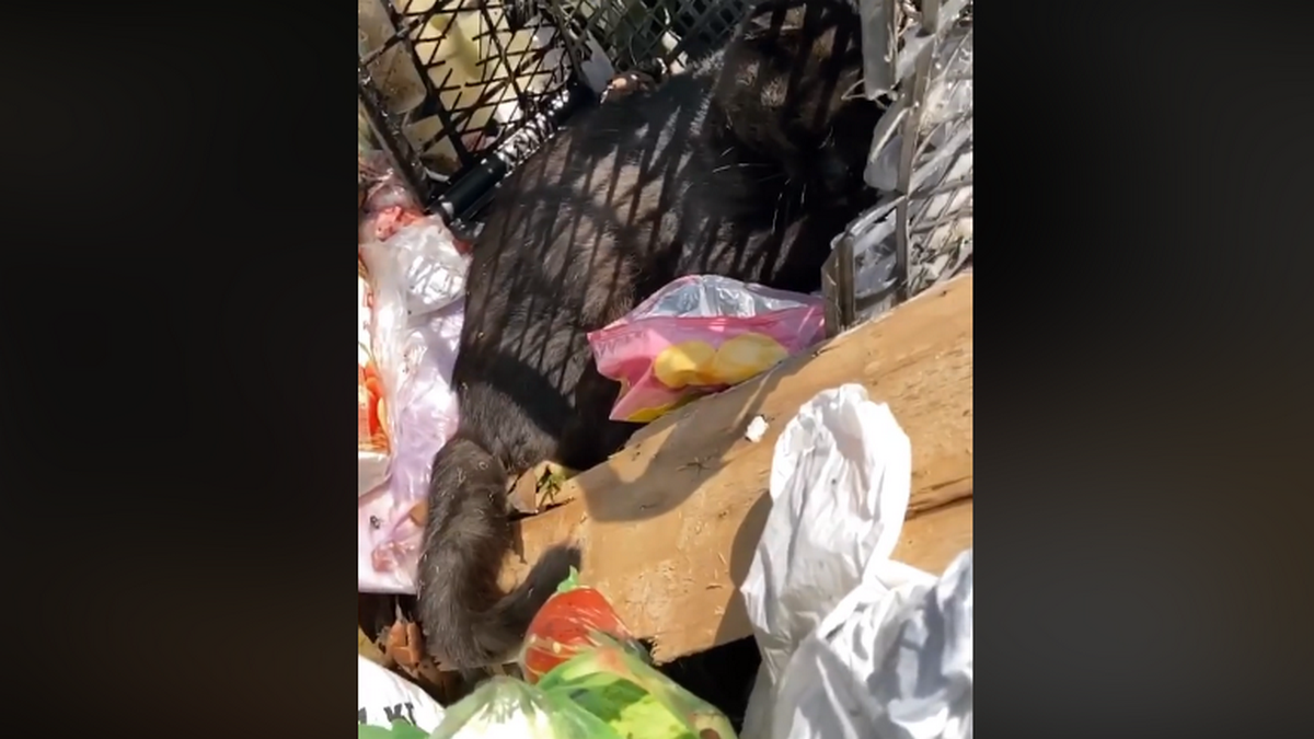 В Днепре старенького больного котика выбросили в мусор