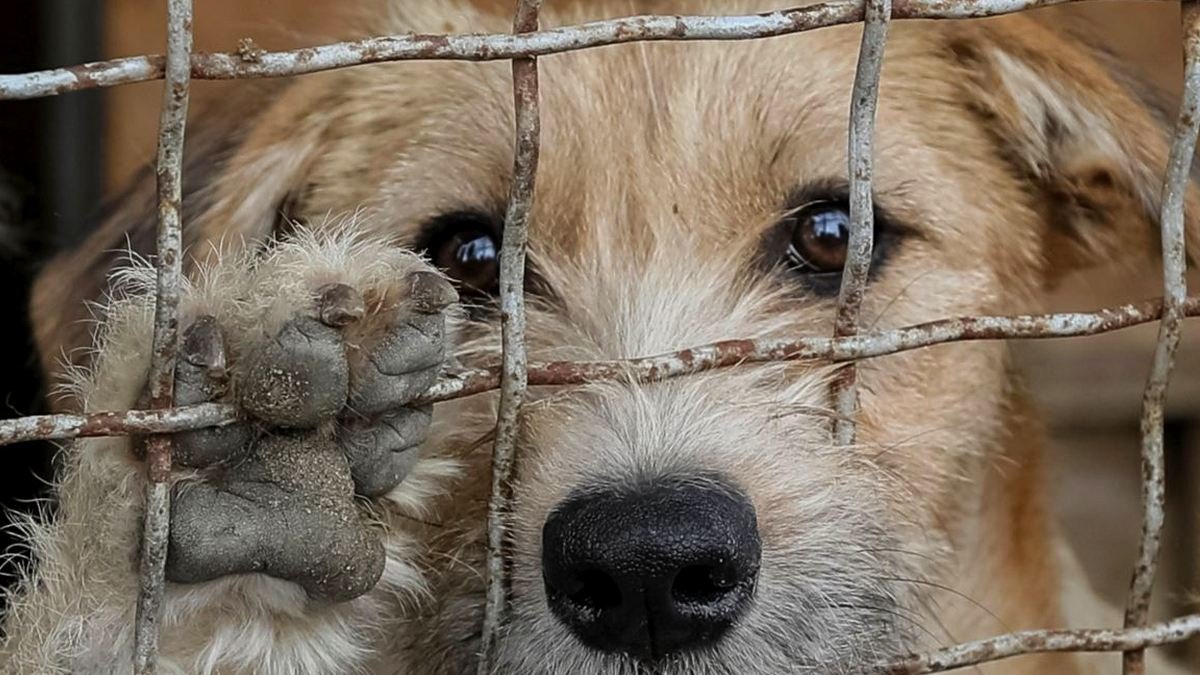 Можно ли по закону в Украине усыплять животных