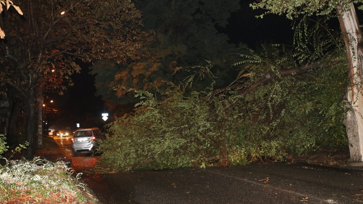 В Днепре на Орловской упало дерево и перекрыло дорогу