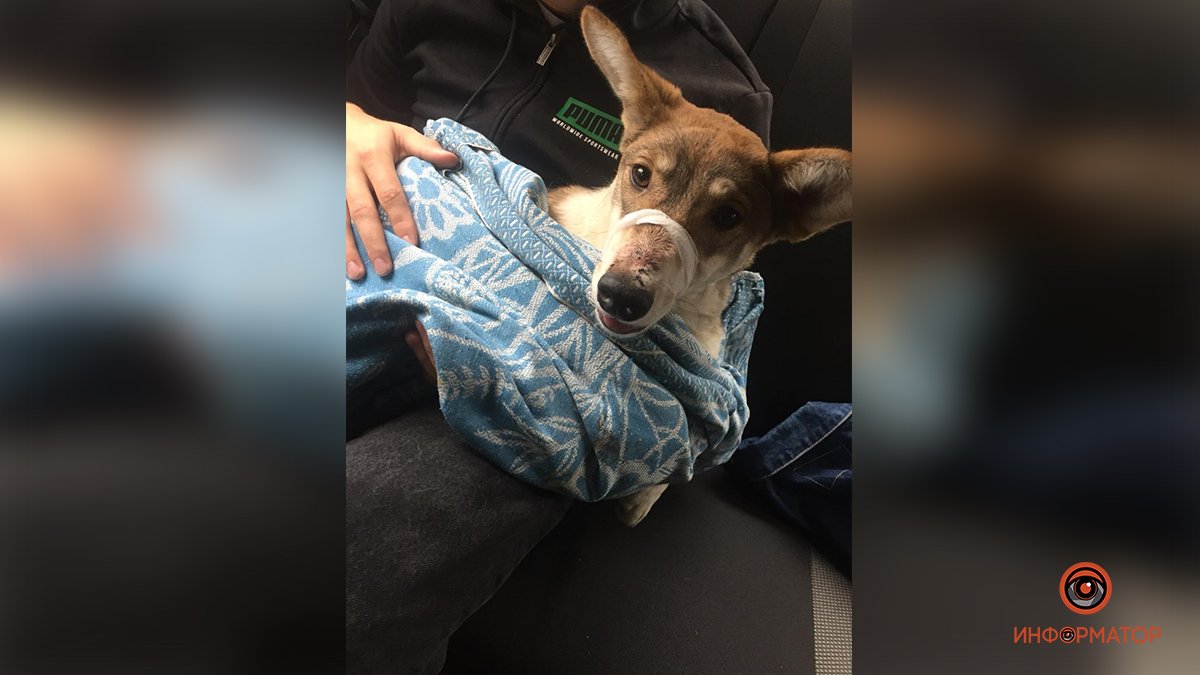 В Днепре волонтеры спасают щенка, который попал под машину: нужна срочная помощь