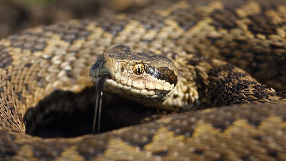 В Днепре на Любарского во дворе дома ползала метровая змея