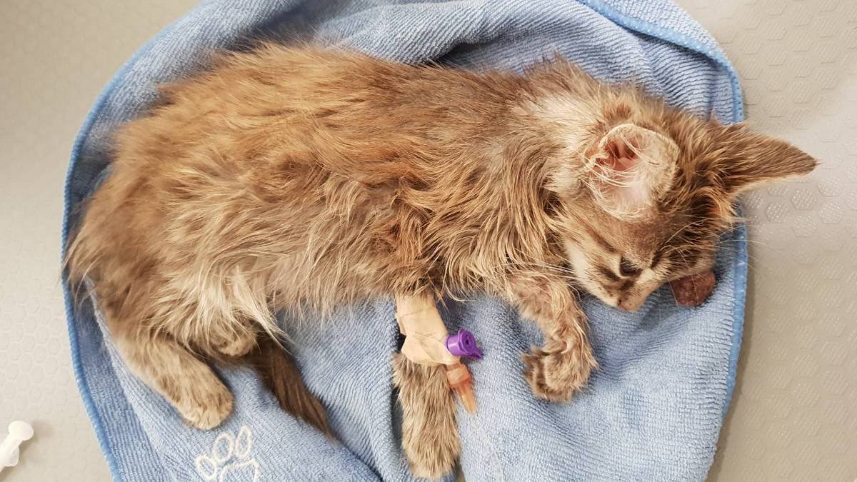 В Днепре спасают одноглазого котенка с гнойным воспалением: нужна операция