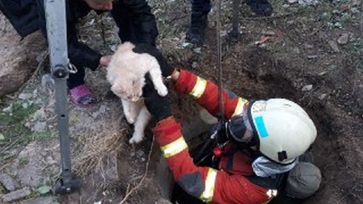 В Днепре спасатель в аппарате защиты органов дыхания полез за застрявшим котом в колодец