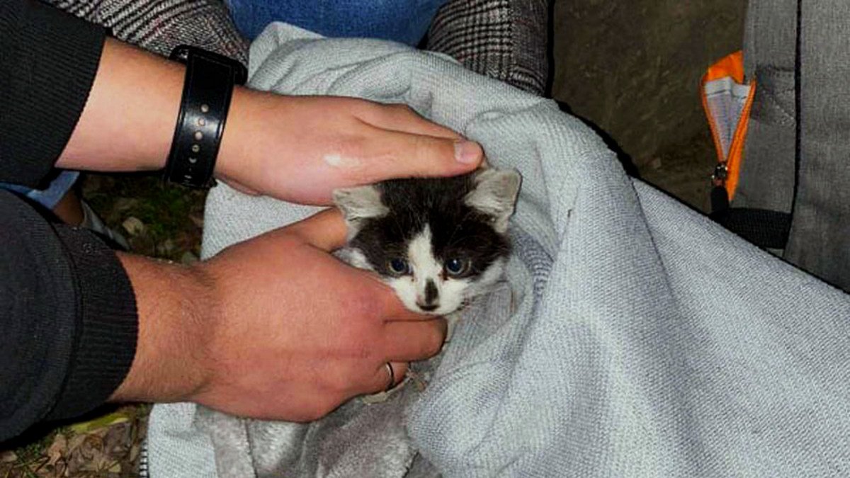 В Днепре на Яворницкого спасателям пришлось снимать ливневку, чтобы достать котенка