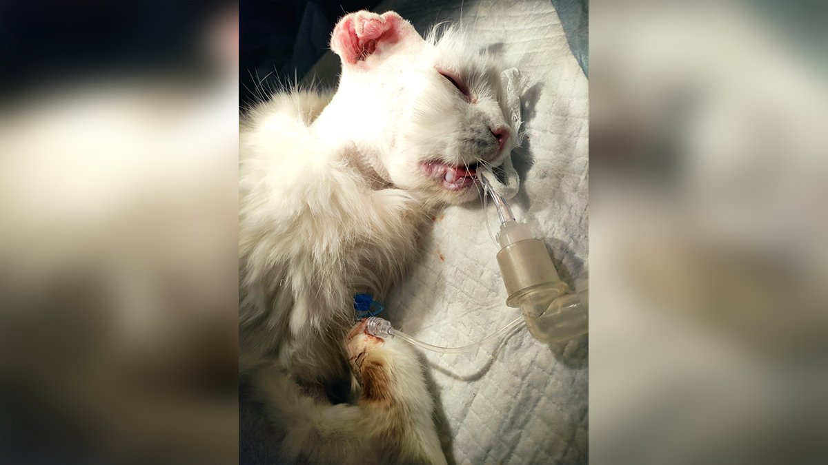 В Днепре спасают кошку, которая почти лишилась ушей: нужна помощь