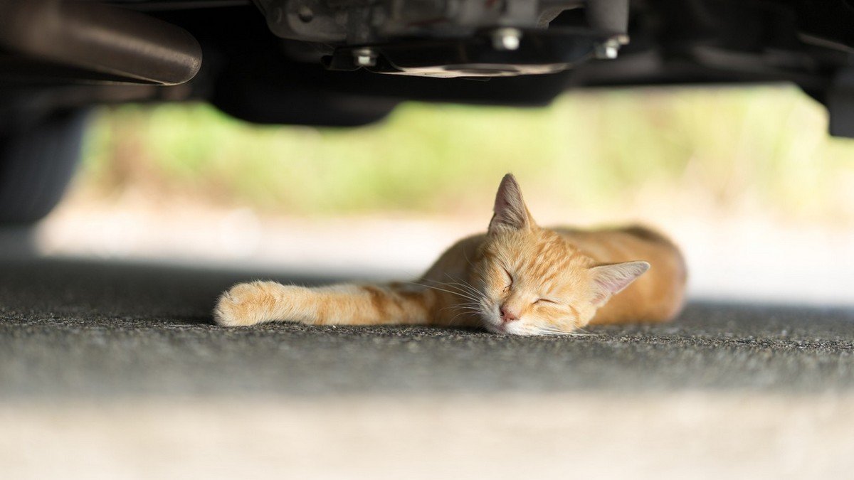 В Днепре спасают котенка, которого переехала машина: нужна помощь