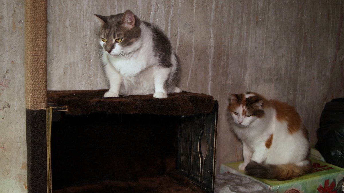 Животных в хорошие руки: жительница Днепра дает шанс на новую жизнь собакам и кошкам