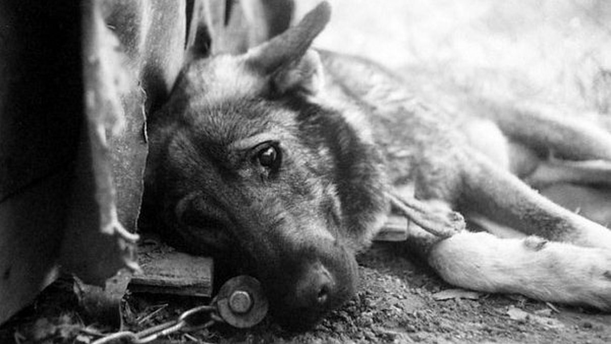 В Днепре живодеры отравили больше двадцати собак: животные умирали в муках