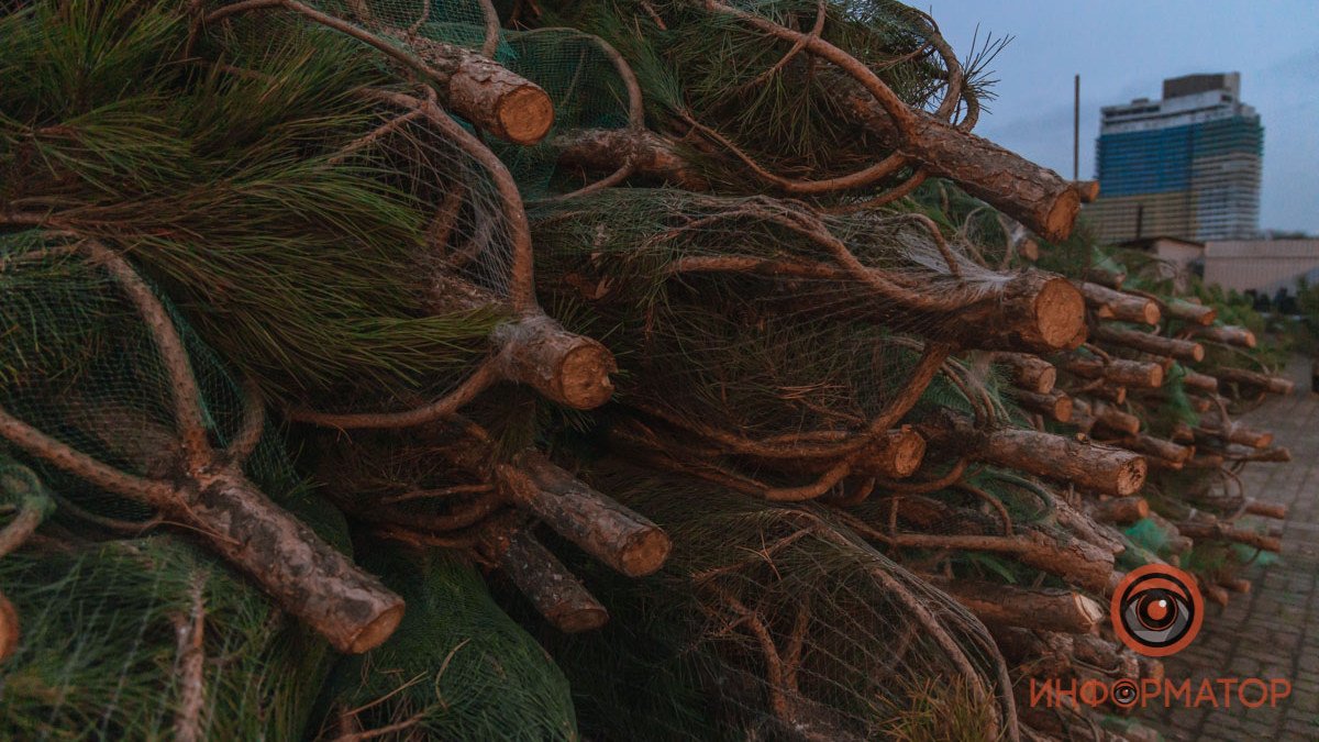 В Днепр привезли елки: стоимость и где будут продавать