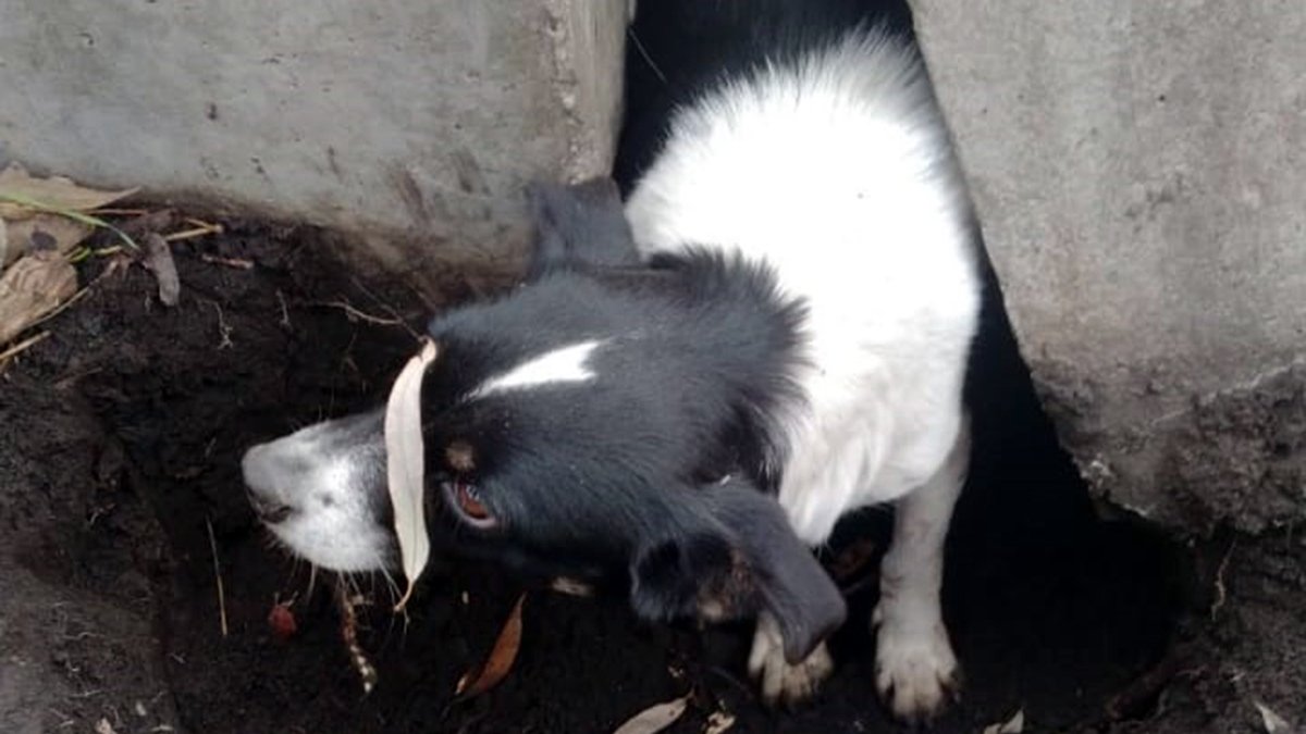 Под Днепром собака застряла между бетонными плитами и просила о помощи