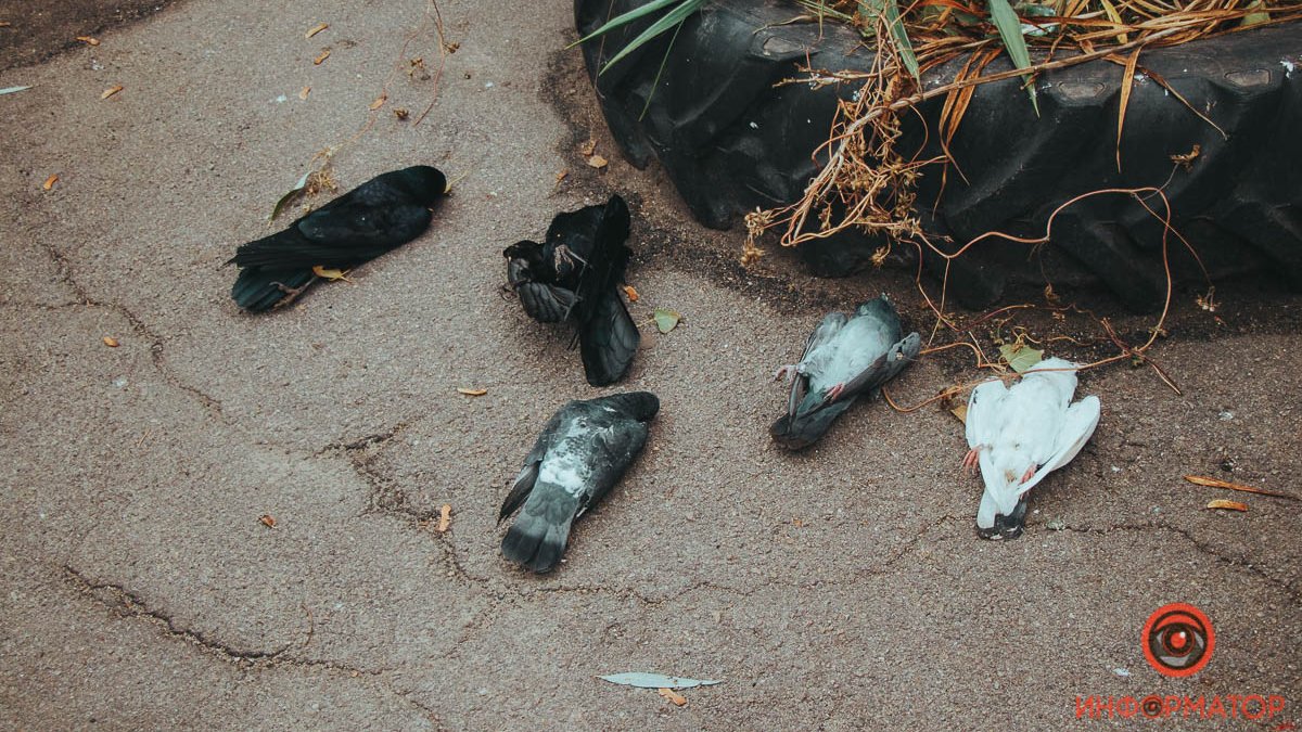 В Днепре на улице Мерзленко нашли трупы птиц: что произошло
