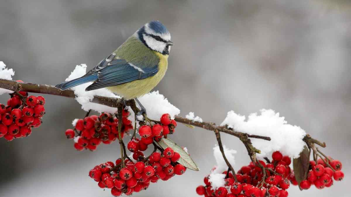 Какие птицы водятся в Днепре и как им помочь зимой